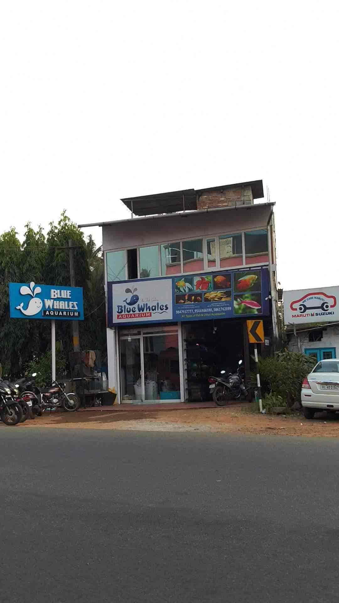 Top Aquariums in Kalady Best Fish Tank Dealers near me Justdial