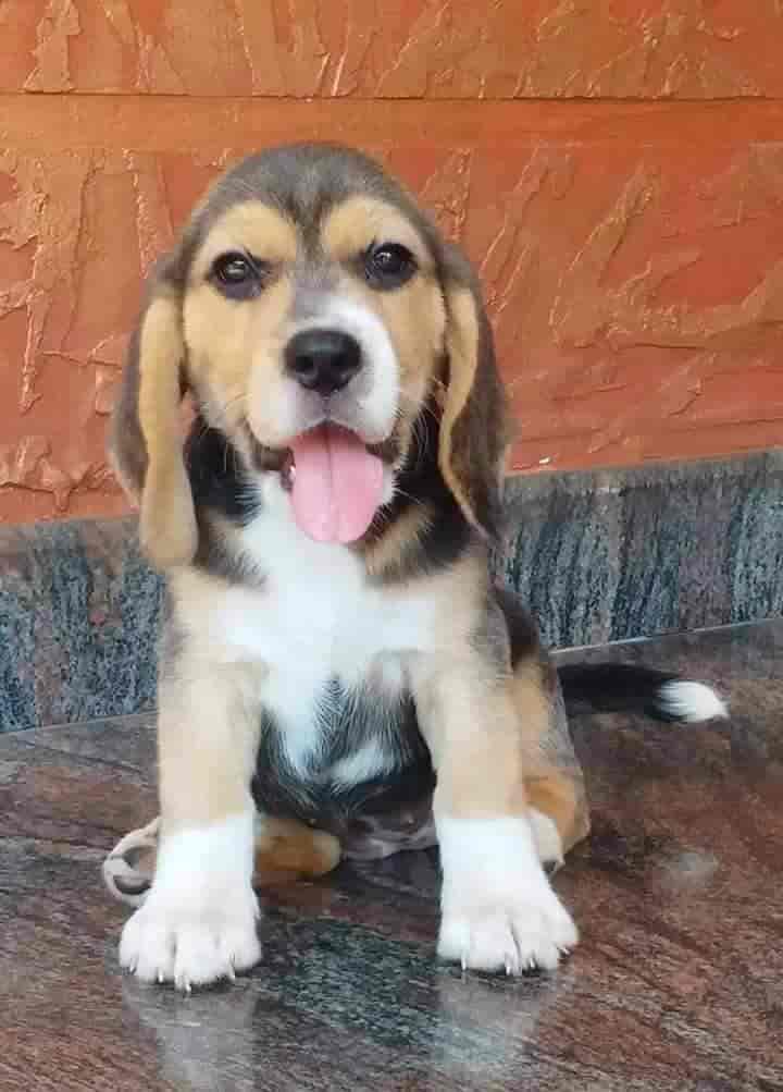 Paws Pet Farm in Pachalam,Ernakulam Best Pet Shops in Ernakulam