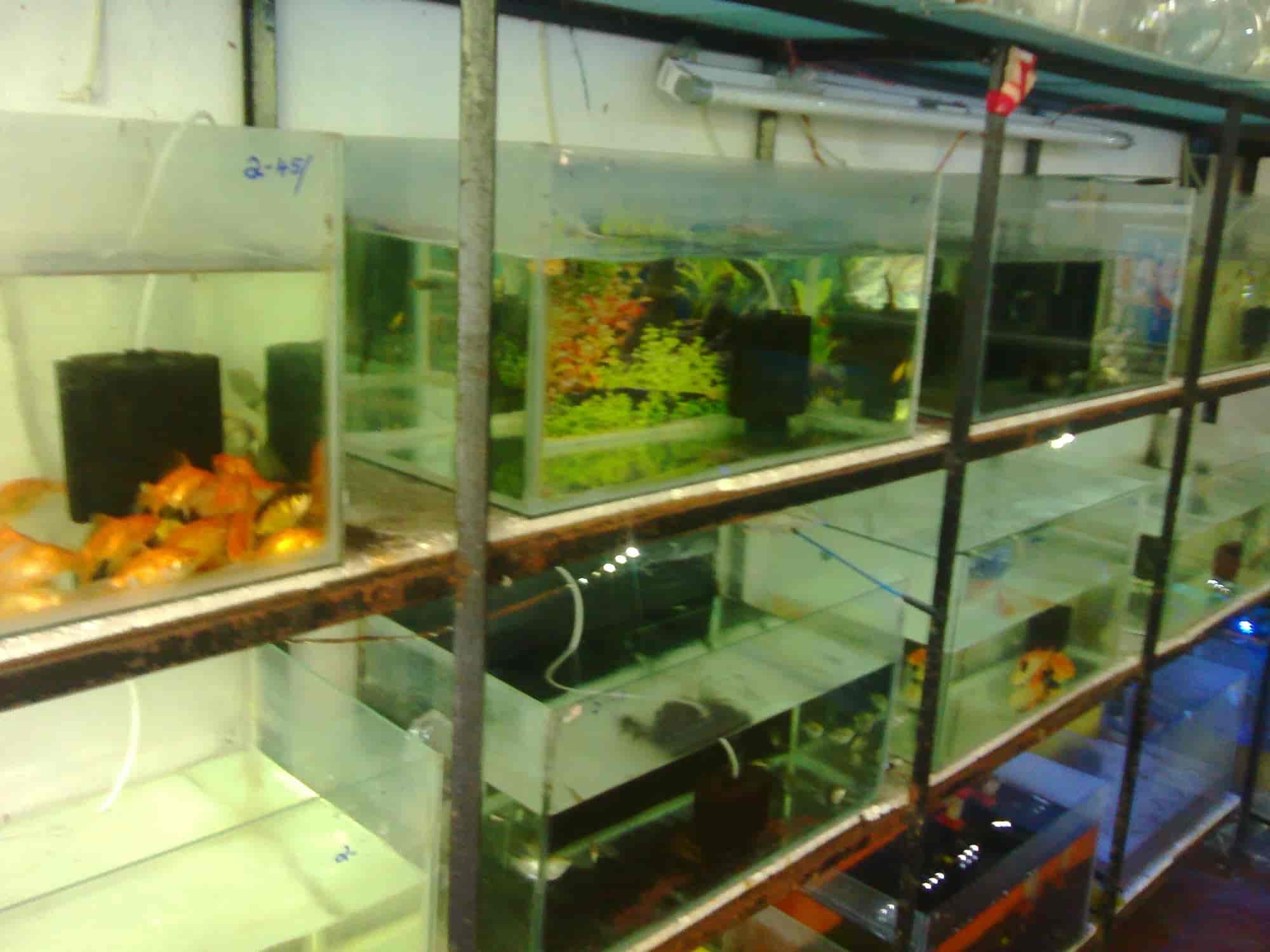 MY Pets in Vaduthala,Ernakulam Best Pet Shops in Ernakulam Justdial