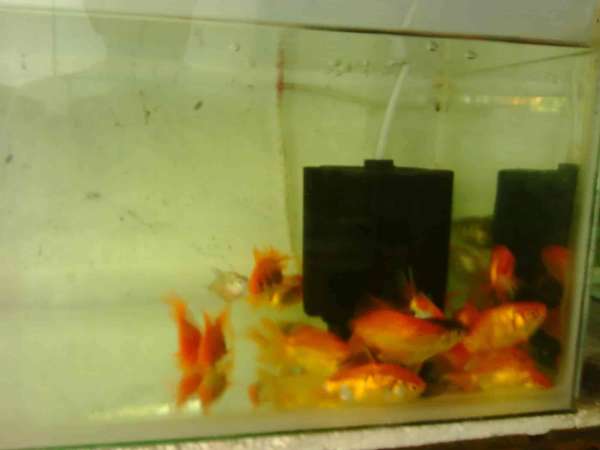 MY Pets in Vaduthala,Ernakulam Best Pet Shops in Ernakulam Justdial