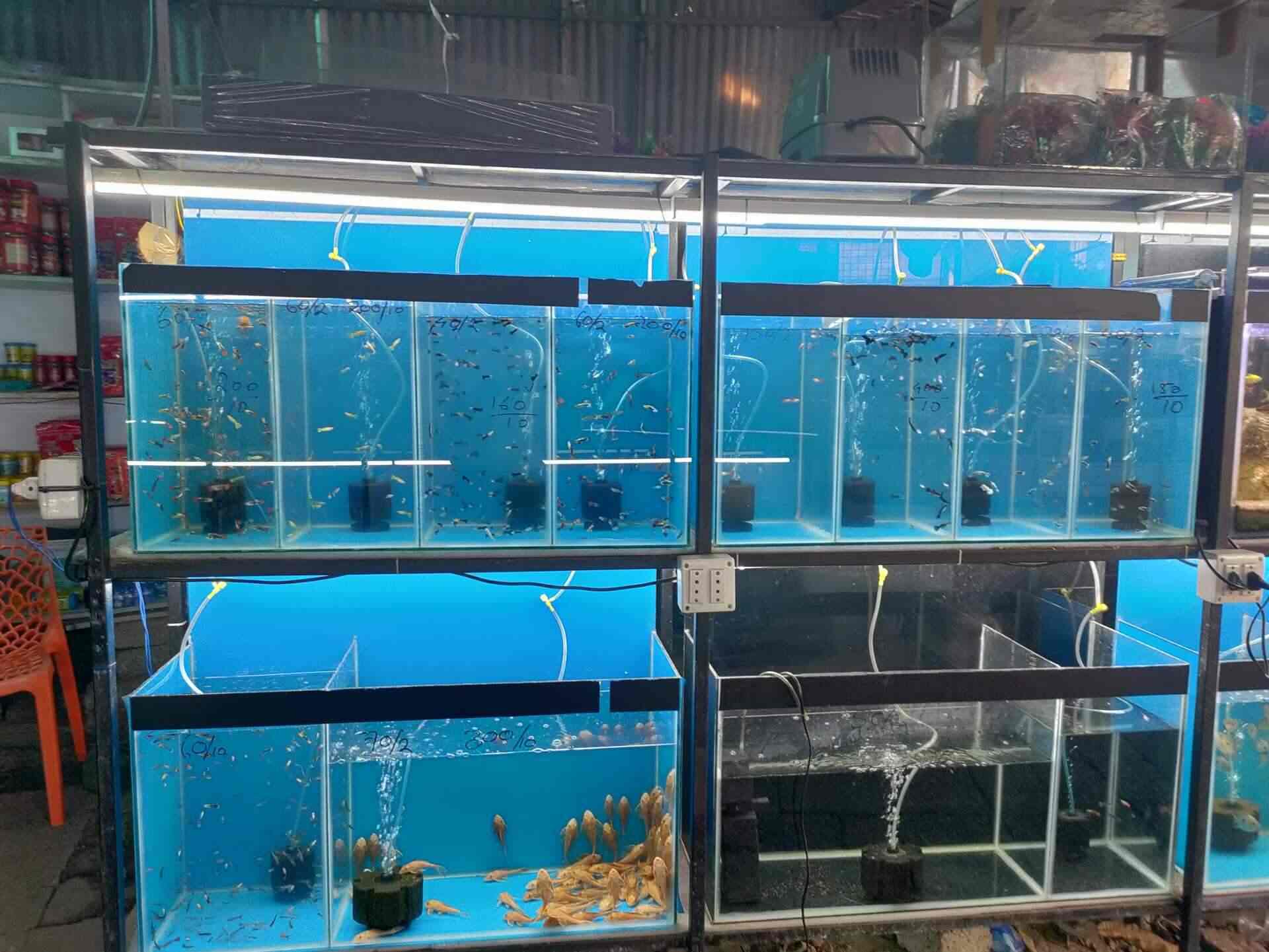 Top Aquarium Fancy Guppy Fish Dealers in Ernakulam near me Justdial