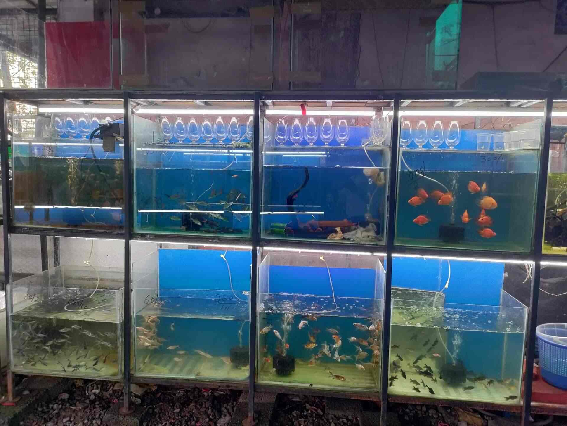 Top Aquarium Fancy Guppy Fish Dealers in Ernakulam near me Justdial