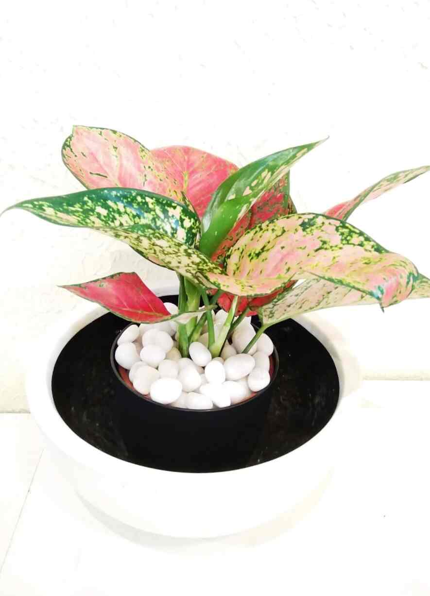 Decor Dreams in Angamaly South,Ernakulam Best Gift Shops in Ernakulam