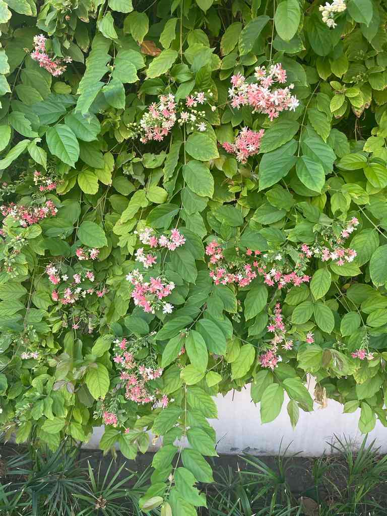 Top Ilan Plant Nurseries in Trichy Best Ilan Plant Nurseries near me Justdial