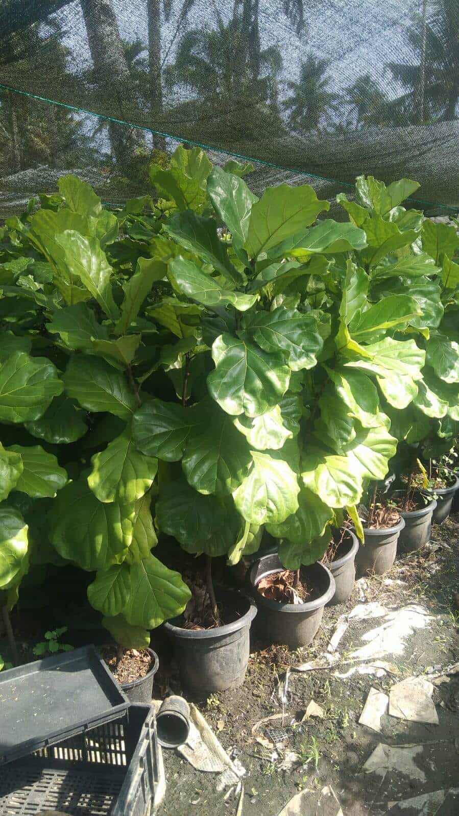 Top Ilan Plant Nurseries in Trichy Best Ilan Plant Nurseries near me Justdial