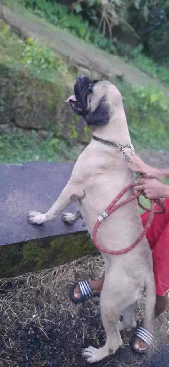 Kl 63 Angamaly Pets in Angamaly,Ernakulam Best Pet Care Takers in