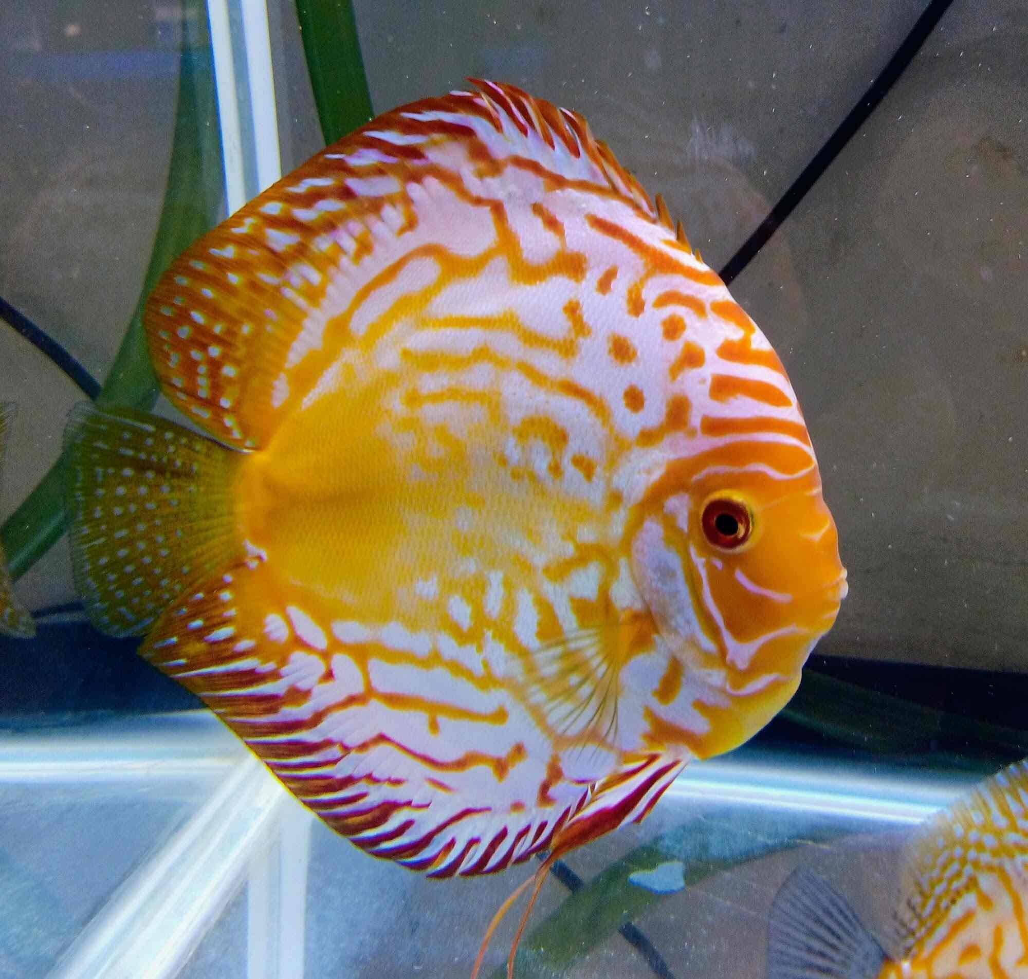 Top Aquarium Fancy Guppy Fish Dealers in Ernakulam near me Justdial