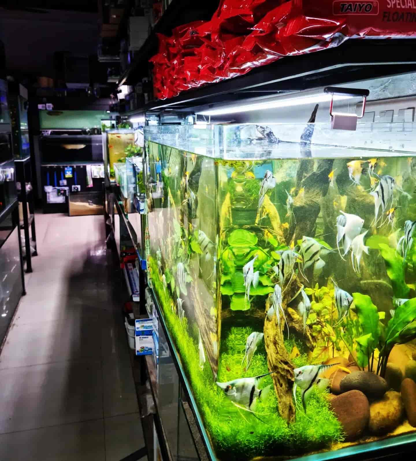 Top Aquarium Fancy Guppy Fish Dealers in Ernakulam near me Justdial