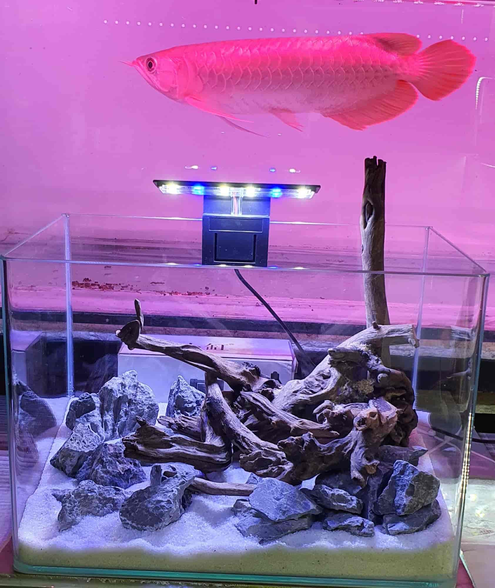 Top Aquarium Fancy Guppy Fish Dealers in Ernakulam near me Justdial