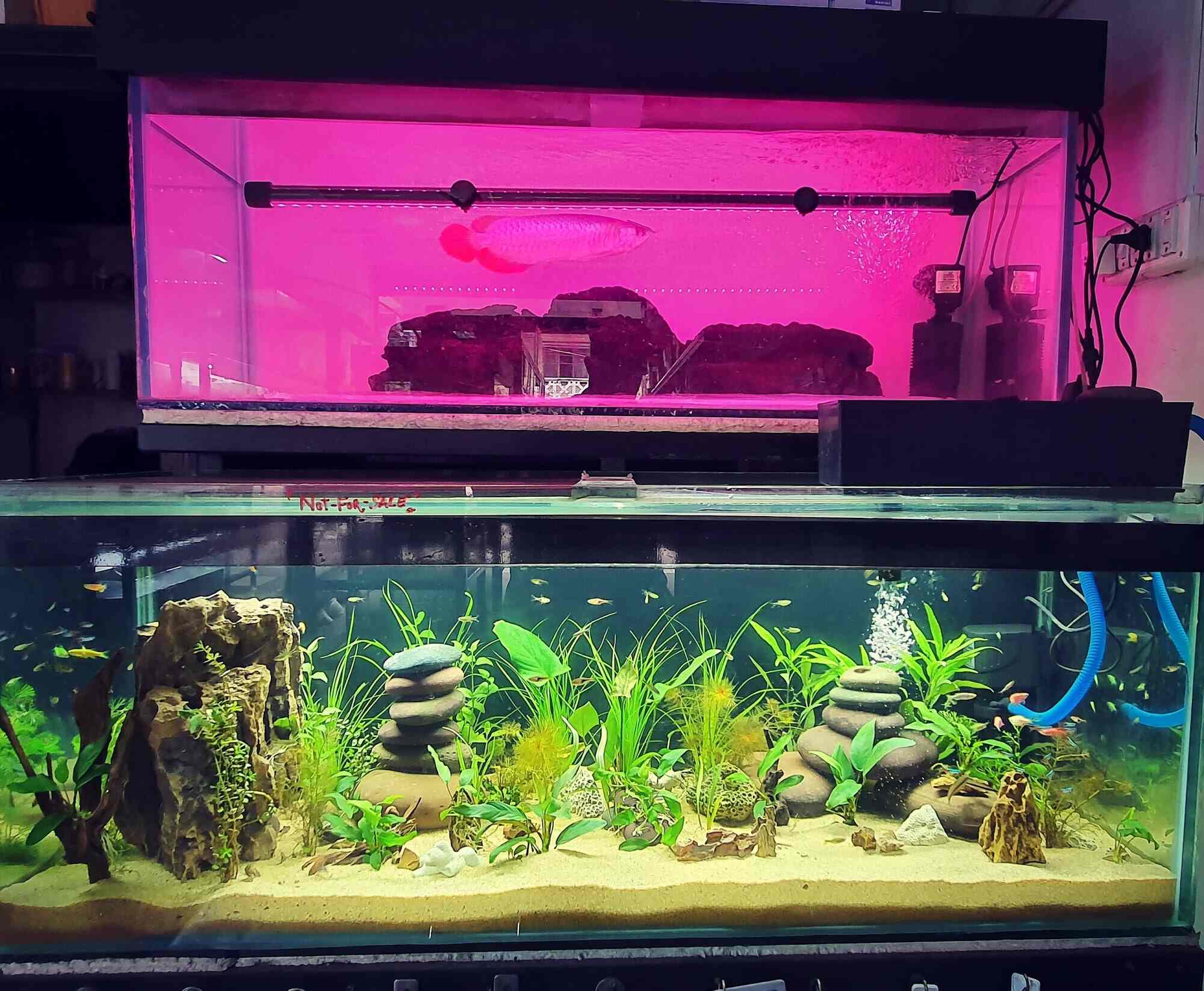 Top Aquarium Fancy Guppy Fish Dealers in Ernakulam near me Justdial