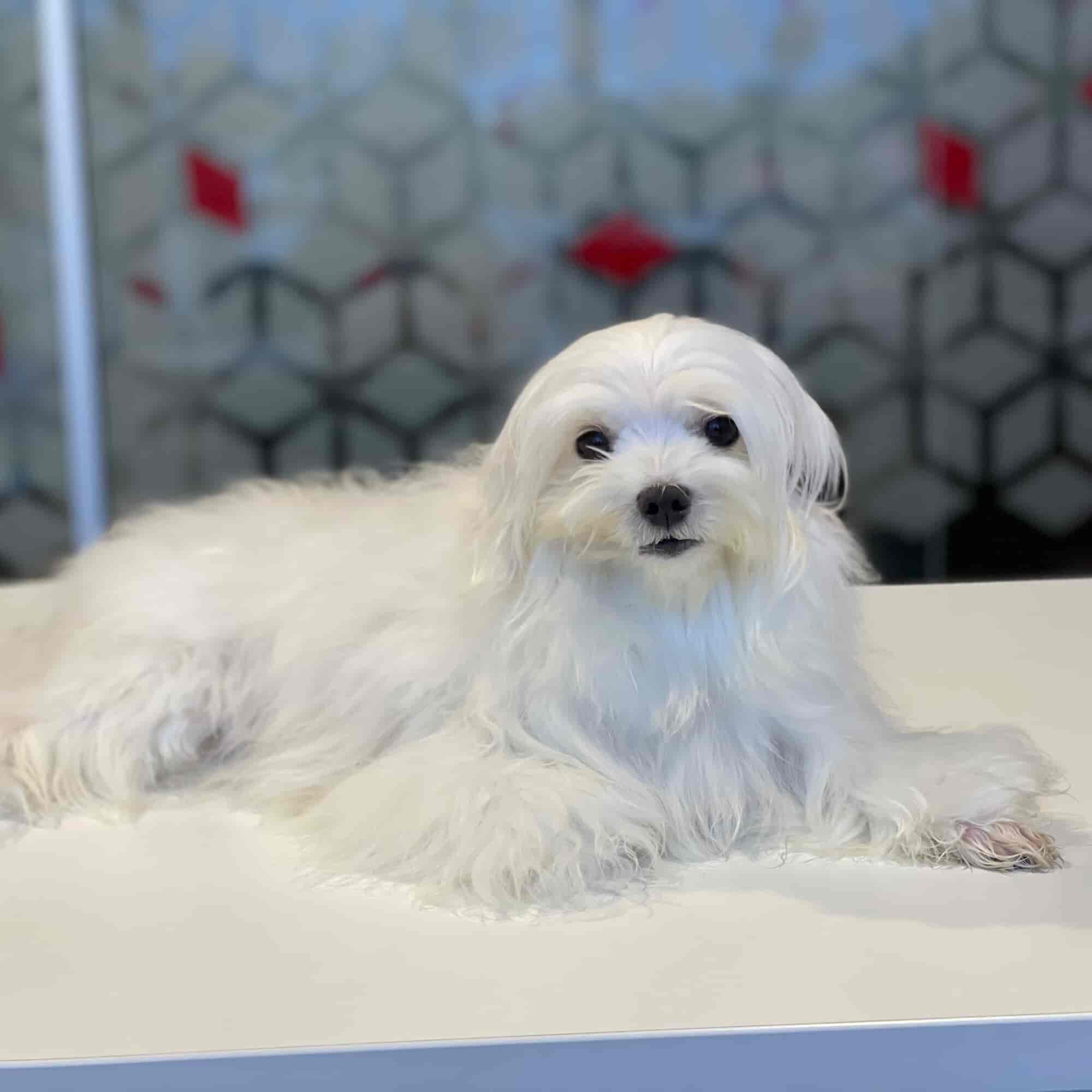 Top Pet Shops in Ernakulam Best Pet Store near me Justdial