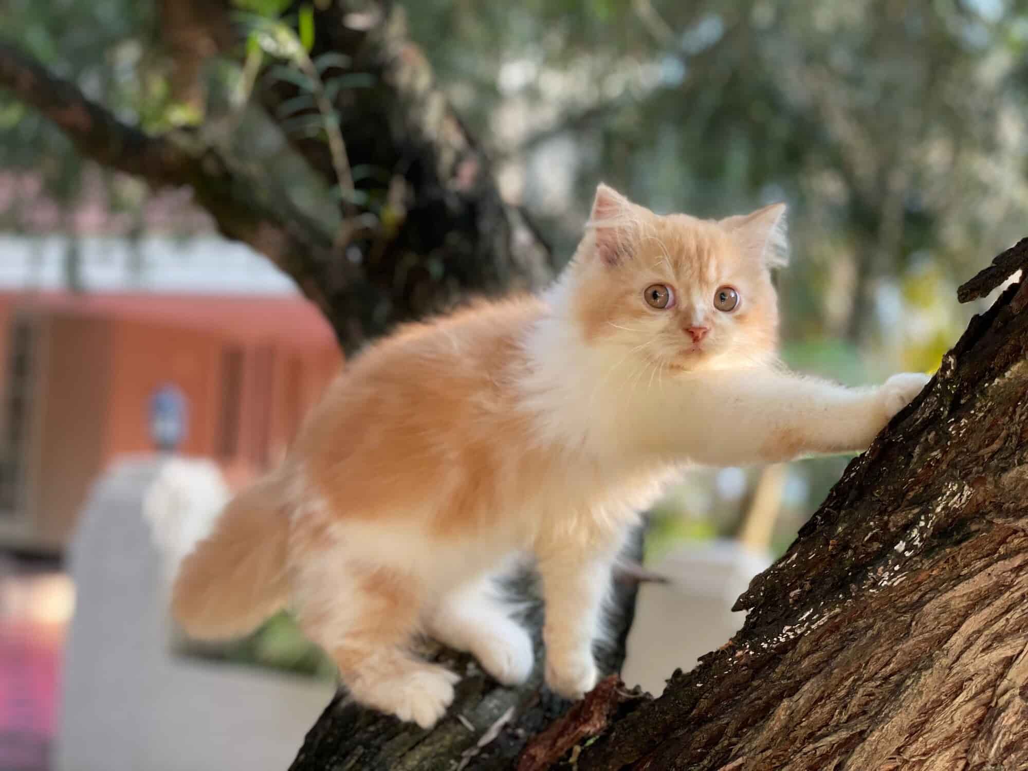 Top Pet Shops in Ernakulam Best Pet Store near me Justdial