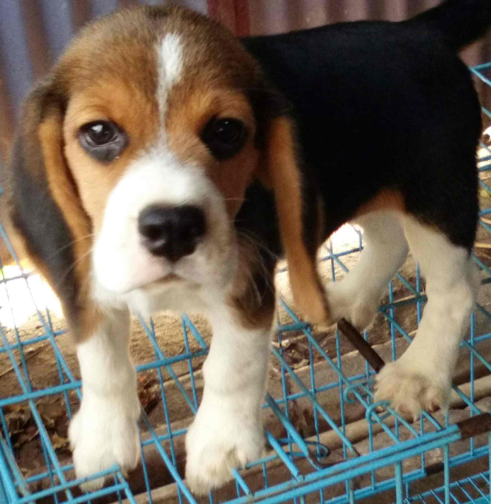 BALUS PET SHOP in Erode City,Erode Best Pet Shops in Erode Justdial