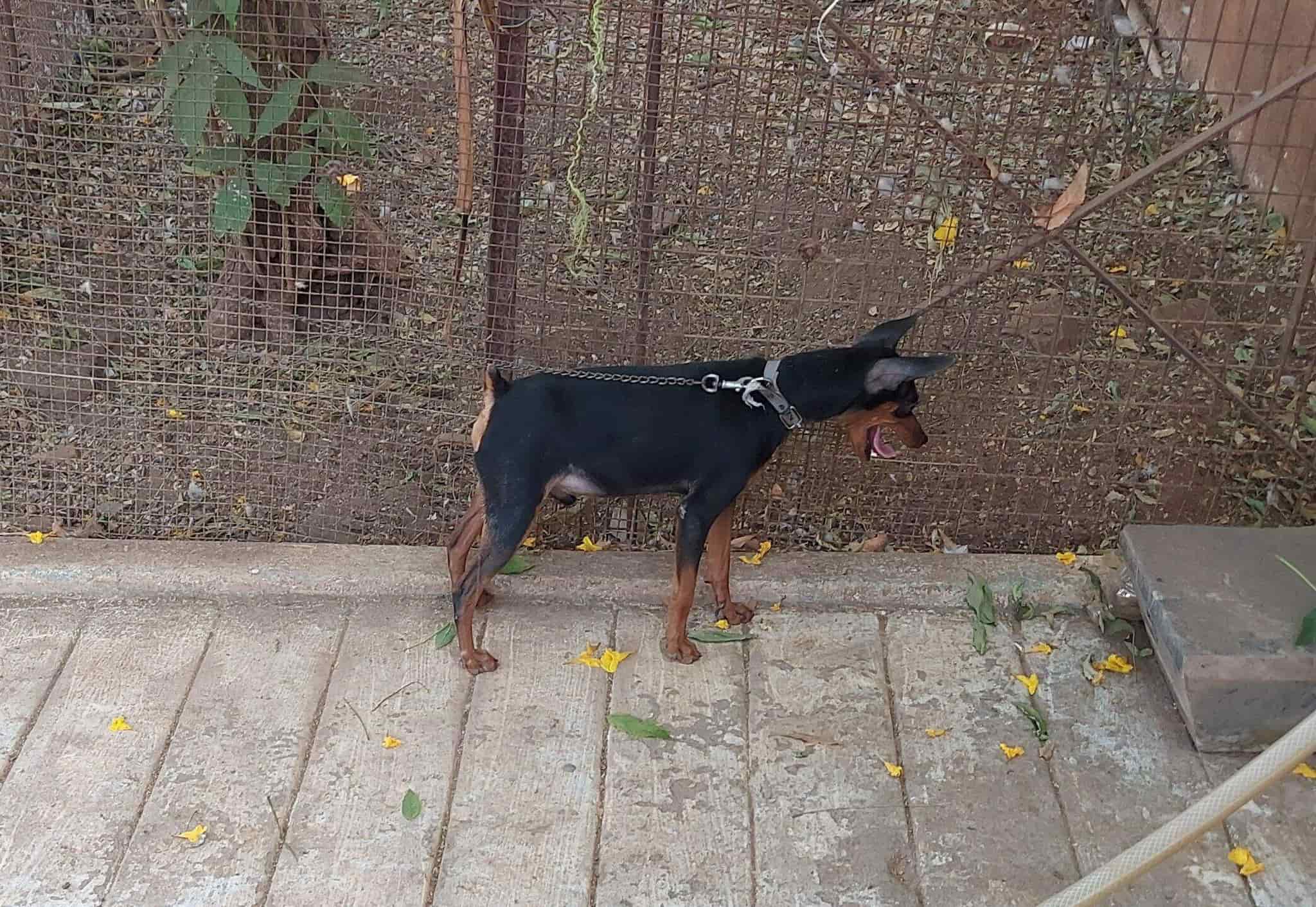 Sowdeeps Kennels in Erode Collectorate,Erode Best Pet Shops in Erode