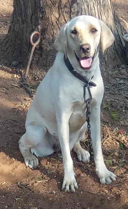 Sowdeeps Kennels in Erode Collectorate,Erode Best Pet Shops in Erode