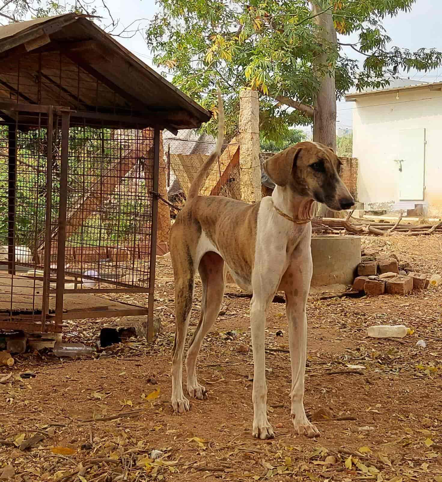 Sowdeeps Kennels in Erode Collectorate,Erode Best Pet Shops in Erode
