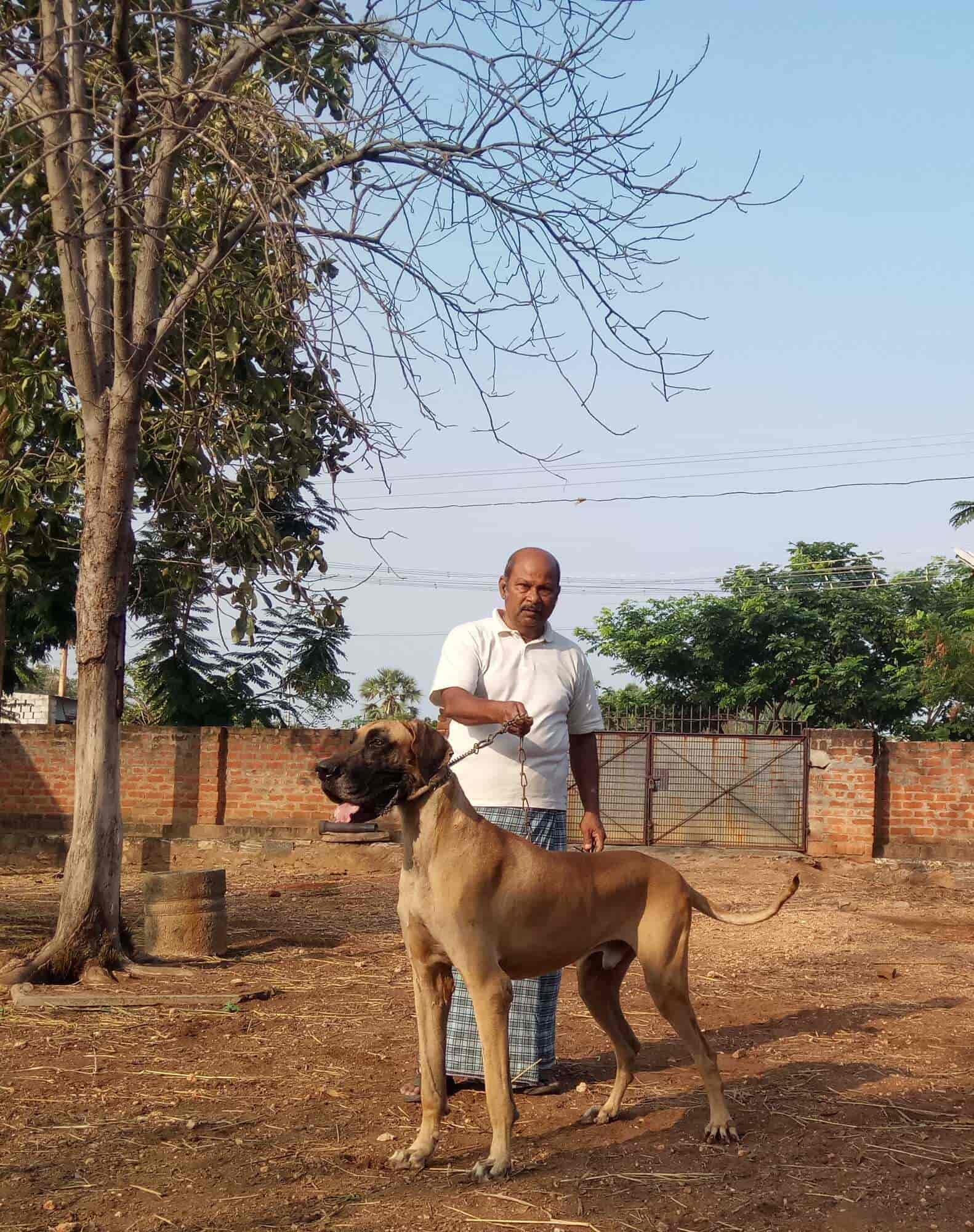 Sowdeeps Kennels in Erode Collectorate,Erode Best Pet Shops in Erode