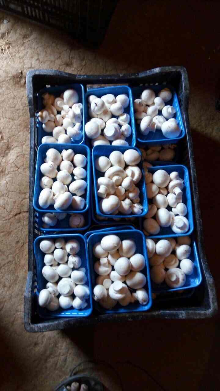 Bs Nilagiri Vegetables And Mushrooms in Erode HO,Erode Best Vegetable