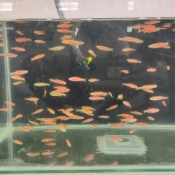 Top Aquarium Discus Fish Dealers in Erode - Best Aquarium Discus Fish ...