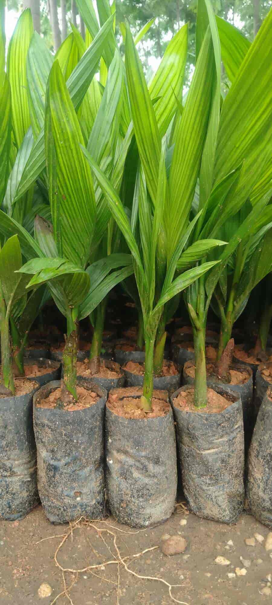 Top Others Plant Nurseries in Kollam Best Others Plant Nurseries near me Justdial