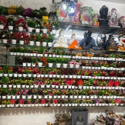 Bird。 Top Pet Shops For Birds in Etawah - Best Bird Shops near me