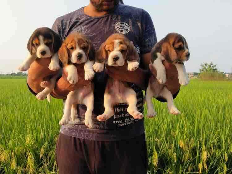 Ks Pet Shop, Faridabad Sector 37 Pet Shops in Faridabad, Delhi Justdial