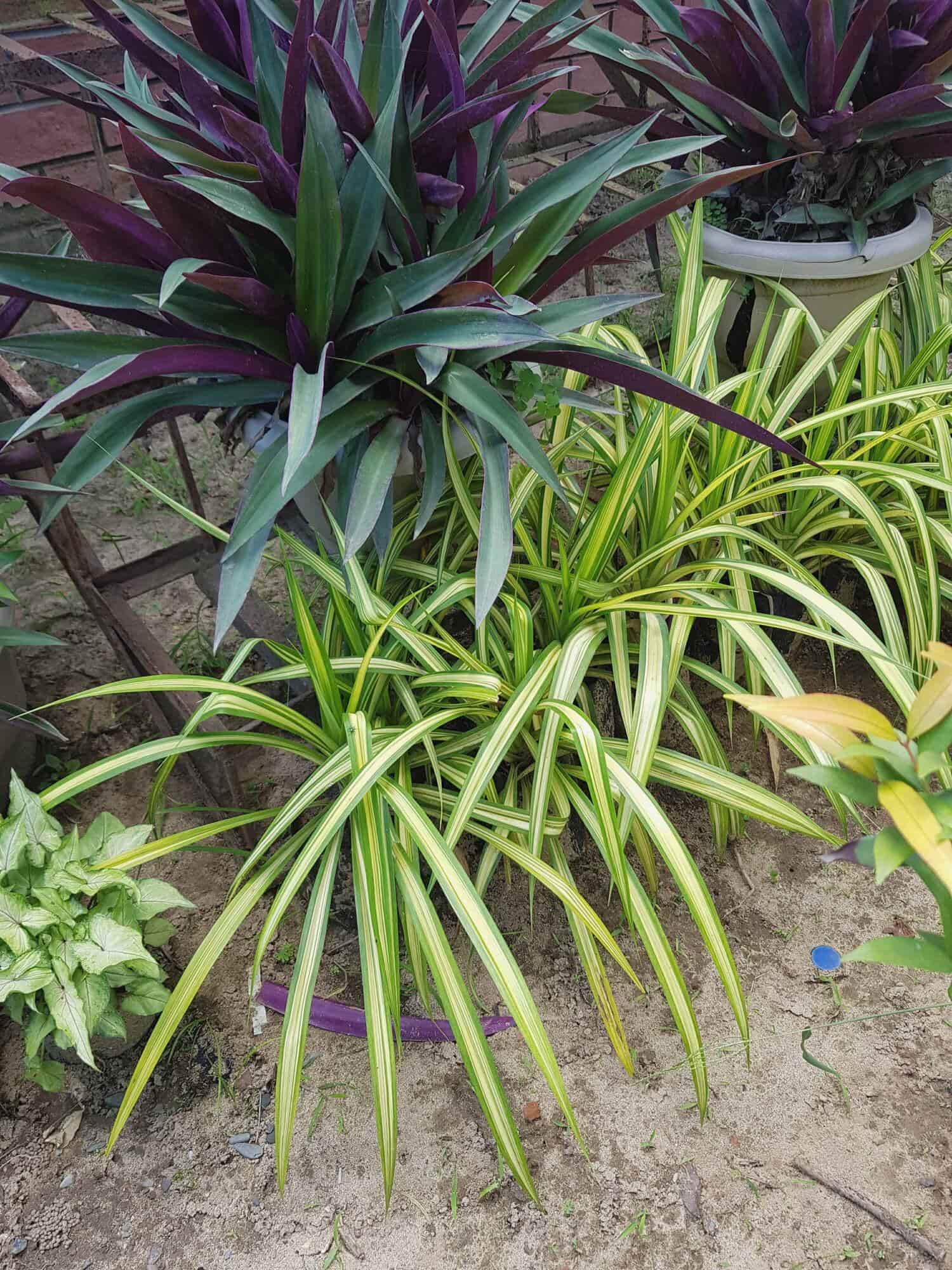 Top Plant Nurseries in Tigriya Khadar,JyotibaPhuleNagar Best