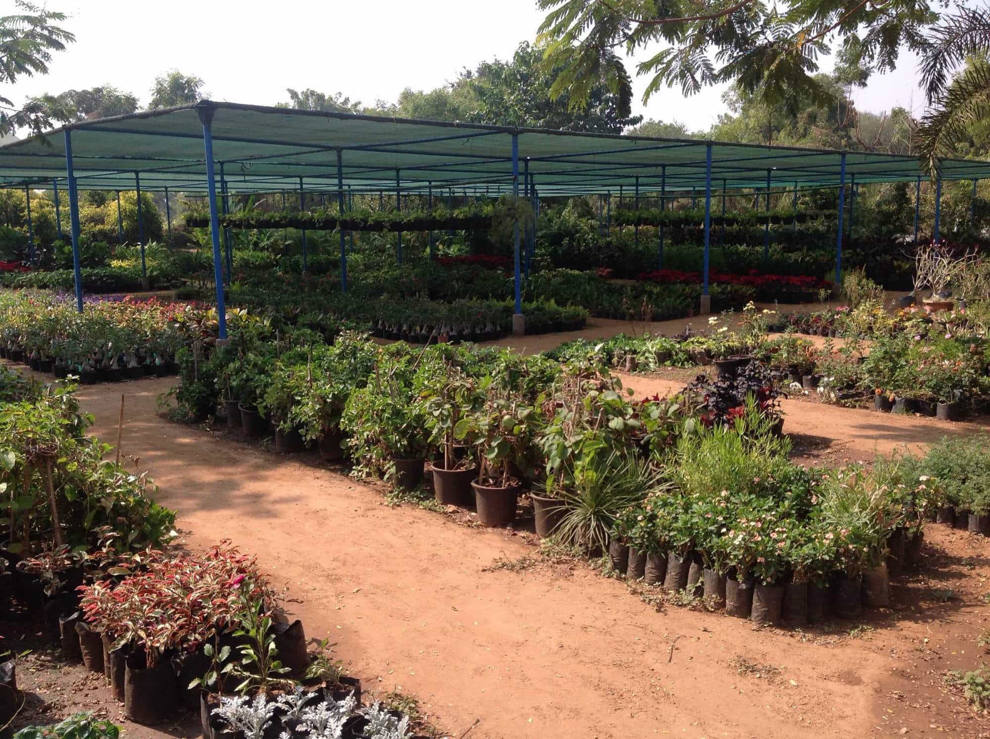 Top Tree Nurseries In Sargasan Best Nursery Creepers Top Tree Nurseries In Sargasan Best