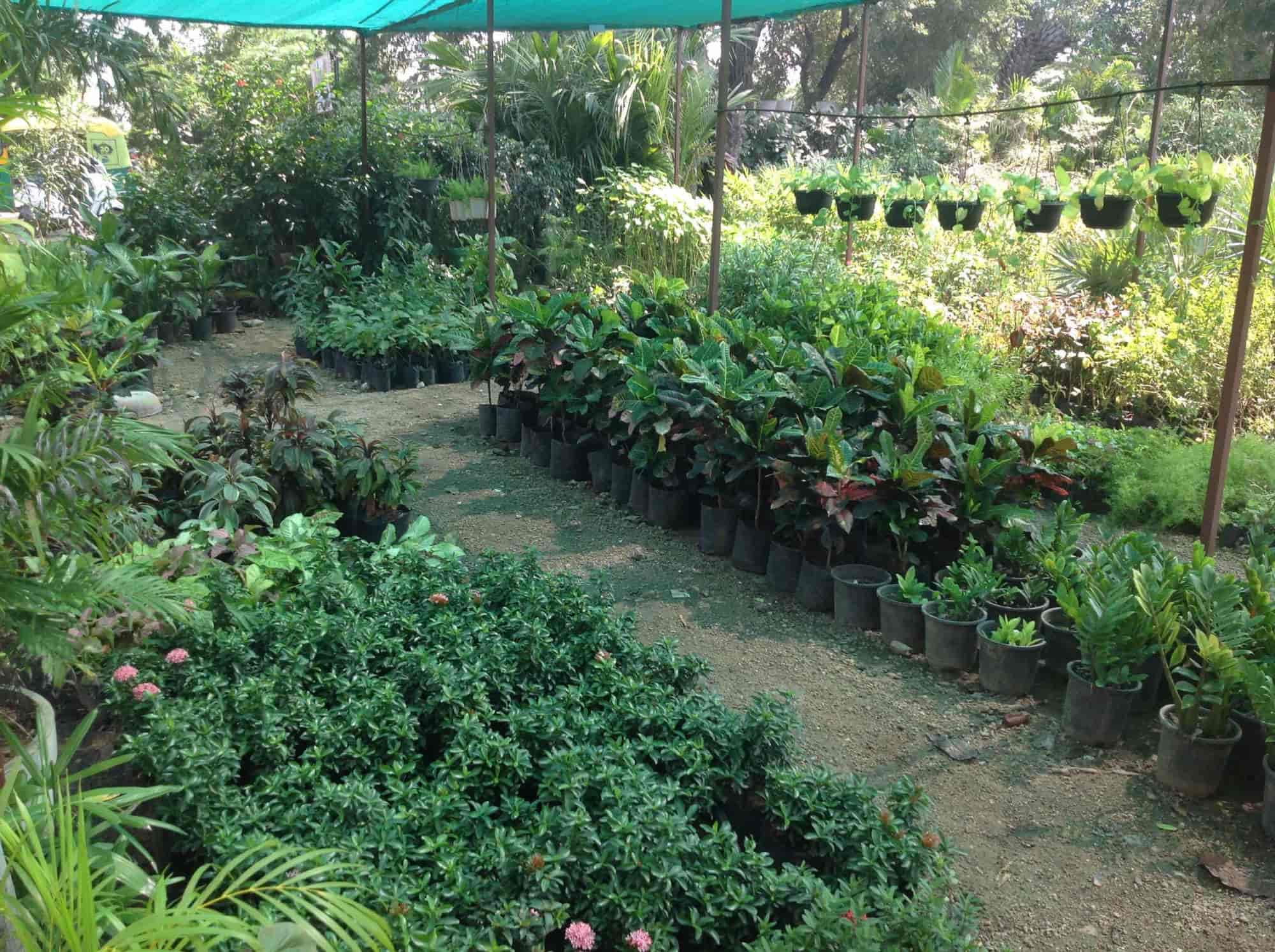 Top Plant Nurseries In Vavol Best Nursery Suppliers Top Plant Nurseries In Vavol Best