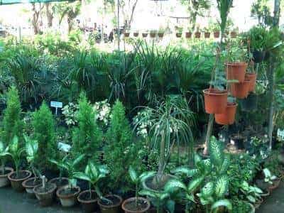 Top Plant Nurseries In Koba Best Nursery Suppliers Top Plant Nurseries In Koba Best