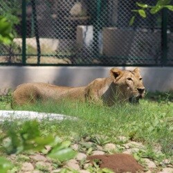 Zoo in Bhat Gam - Animal Park Gandhinagar Gujarat - Justdial