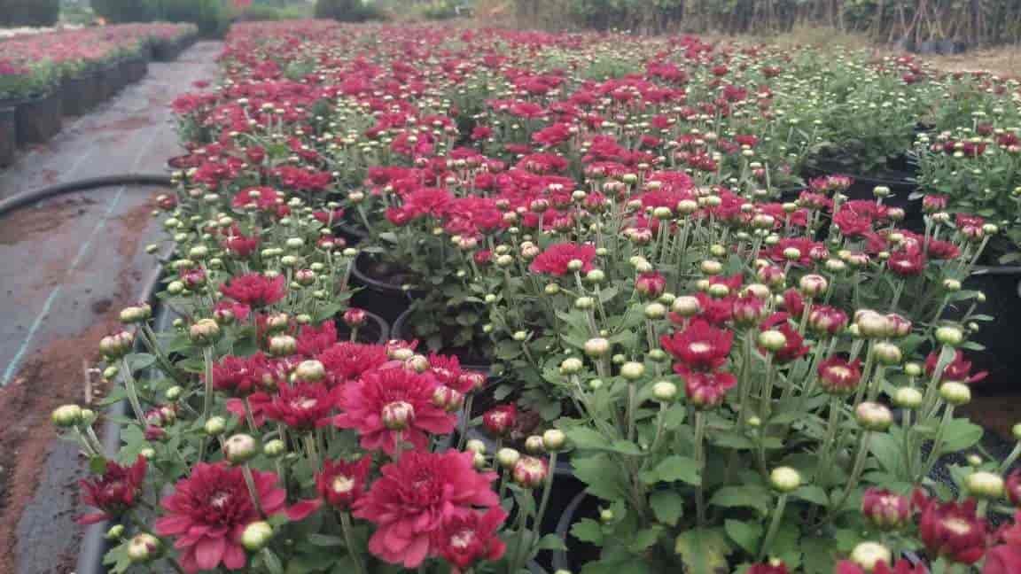 Catalogue Anand Garden Nursery in Adalaj , Gandhinagar Gujarat Justdial