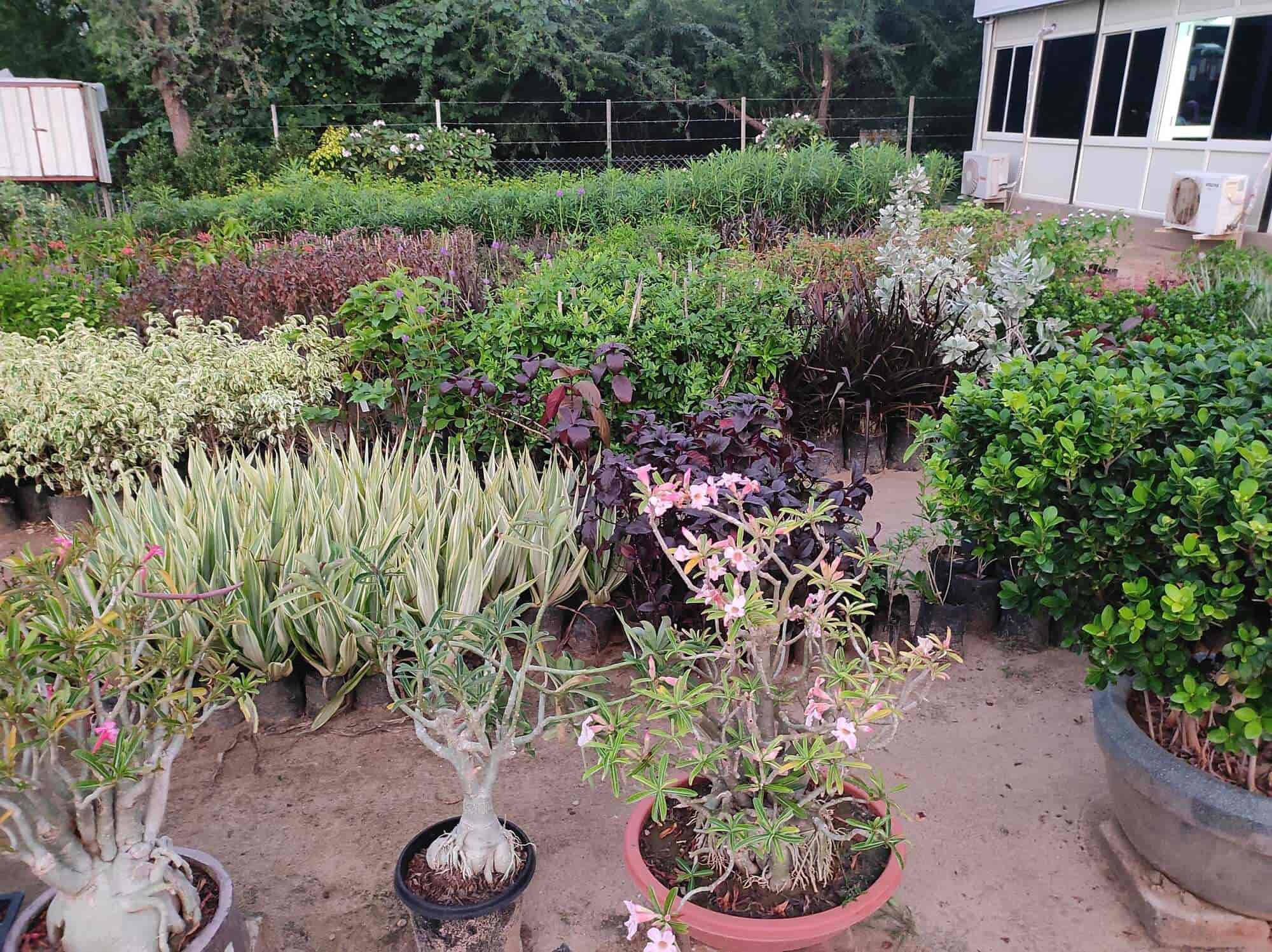 Top Bonsai Pot Wholesalers in Jodhpur बोन्साई पॉट व्होलेसलेर्स, जोधपुर Best Bonsai Tray