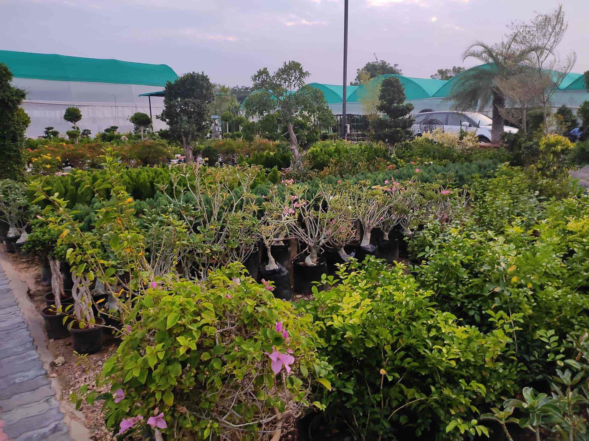 Top Bonsai Pot Wholesalers in Jodhpur बोन्साई पॉट व्होलेसलेर्स, जोधपुर Best Bonsai Tray