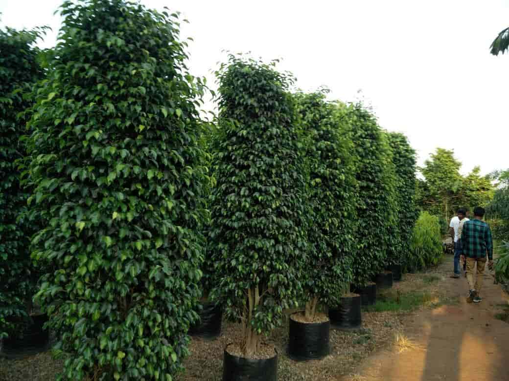 Top Plant Nurseries In Koba Best Nursery Suppliers Top Plant Nurseries In Koba Best