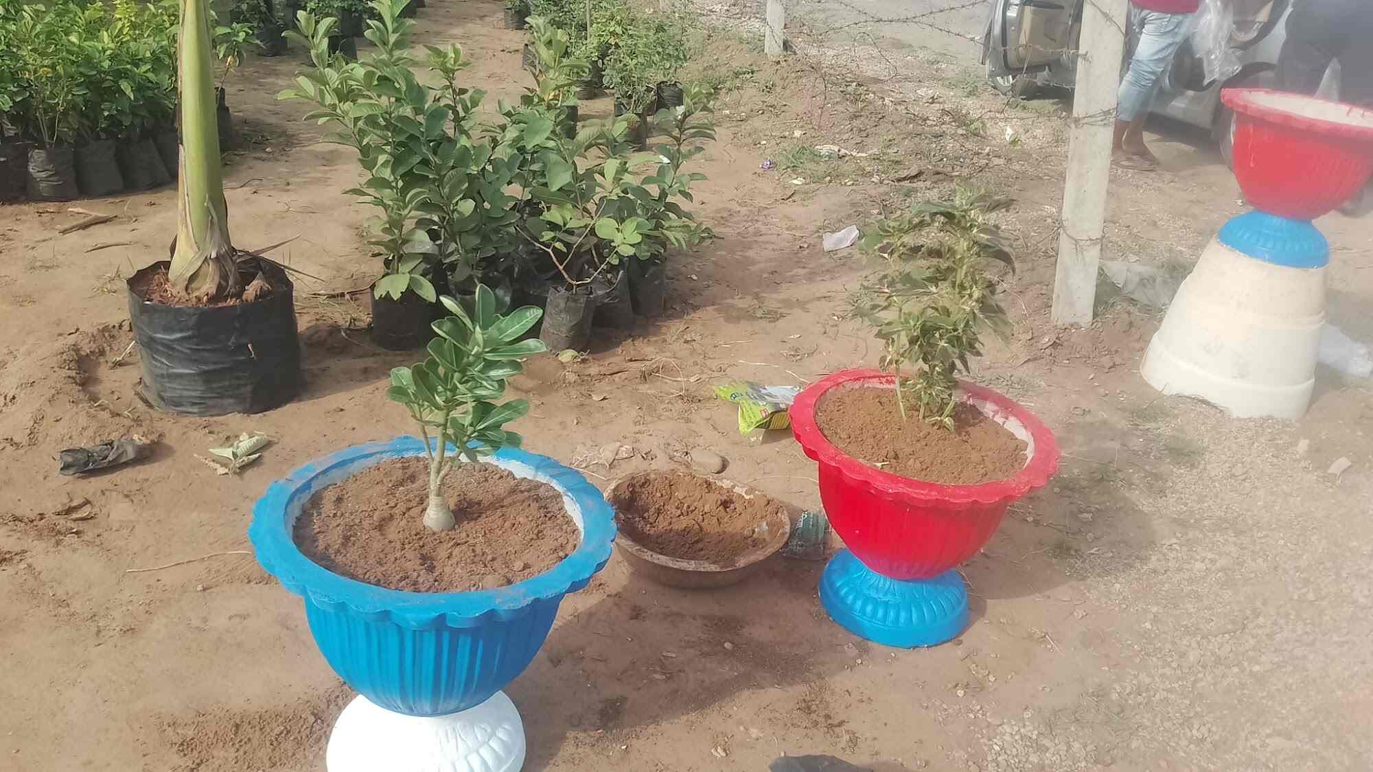 Catalogue Arhan Nursery in Pethapur , Gandhinagar Gujarat Justdial