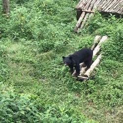Himalayan Zoological Park in - Best Tourist Attraction in Gangtok - Justdial Himalayan Zoological Park in - Best Tourist Attraction in Gangtok - Justdial