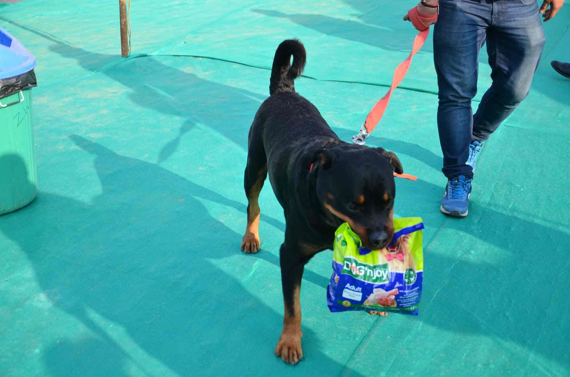 Top Goodies Dog Food Wholesalers in Delhi डॉग फ़ूड व्होलेसलेर्स