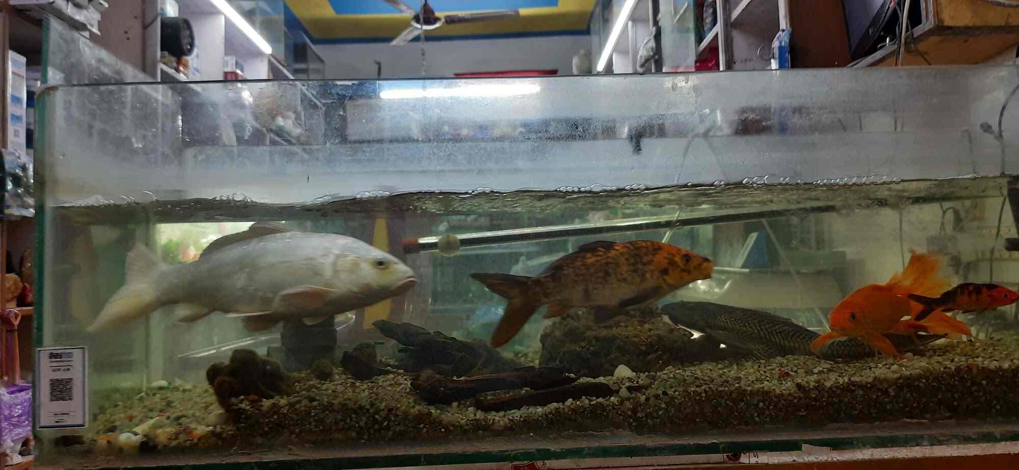 Jal Sansar Aquarium in Vasundhara Sector 13,Delhi Best Aquarium
