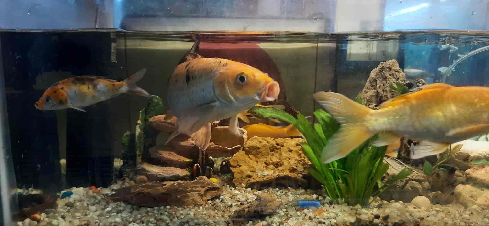 Jal Sansar Aquarium in Vasundhara Sector 13,Delhi Best Aquarium