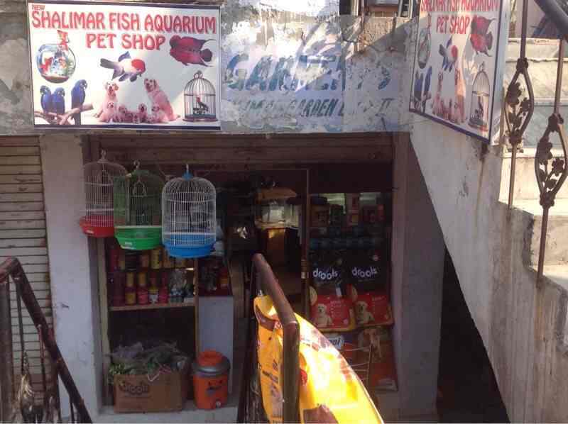 Shalimar fish aquarium & pet shop sales