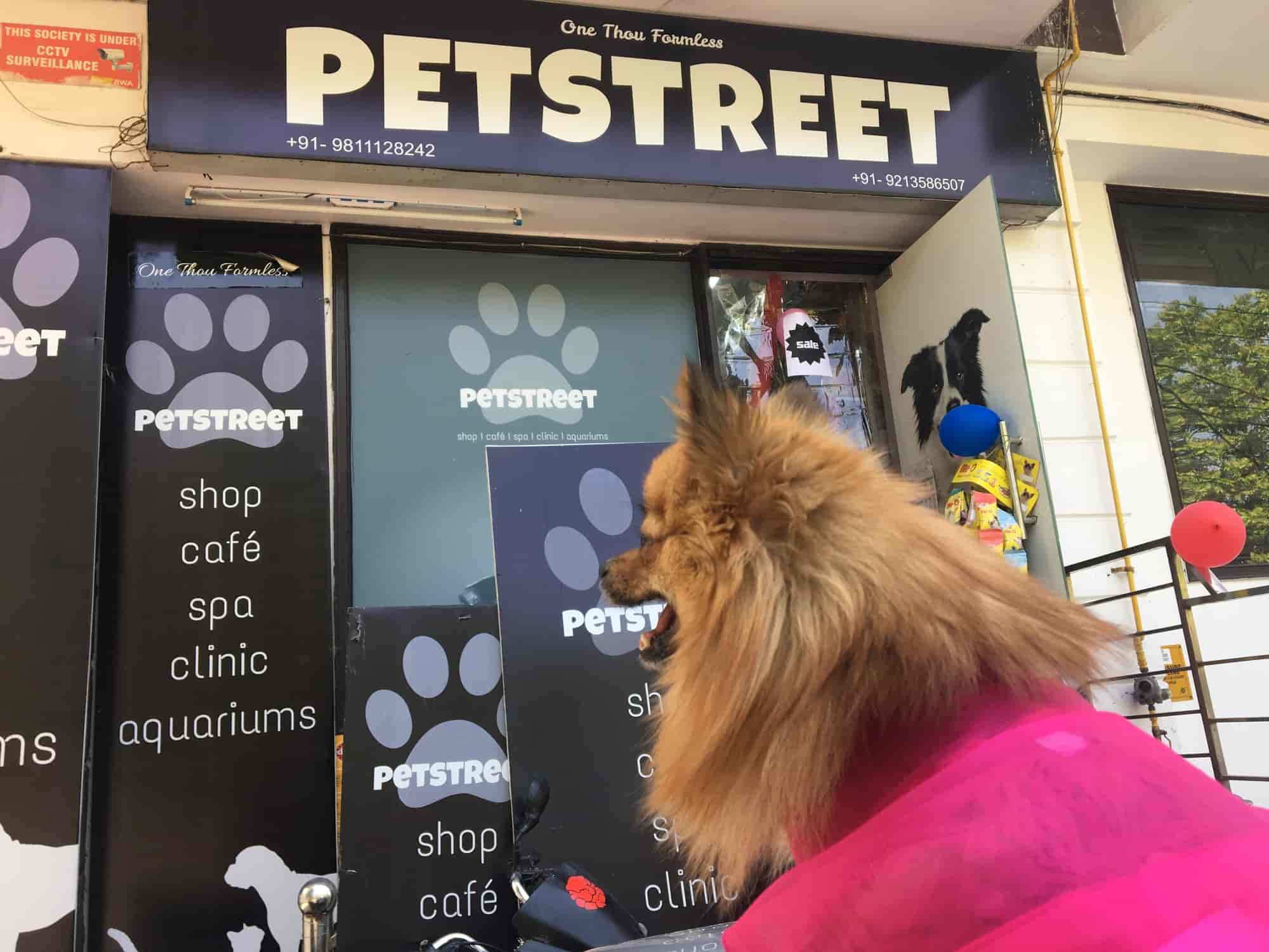 Dog shop in indirapuram sales
