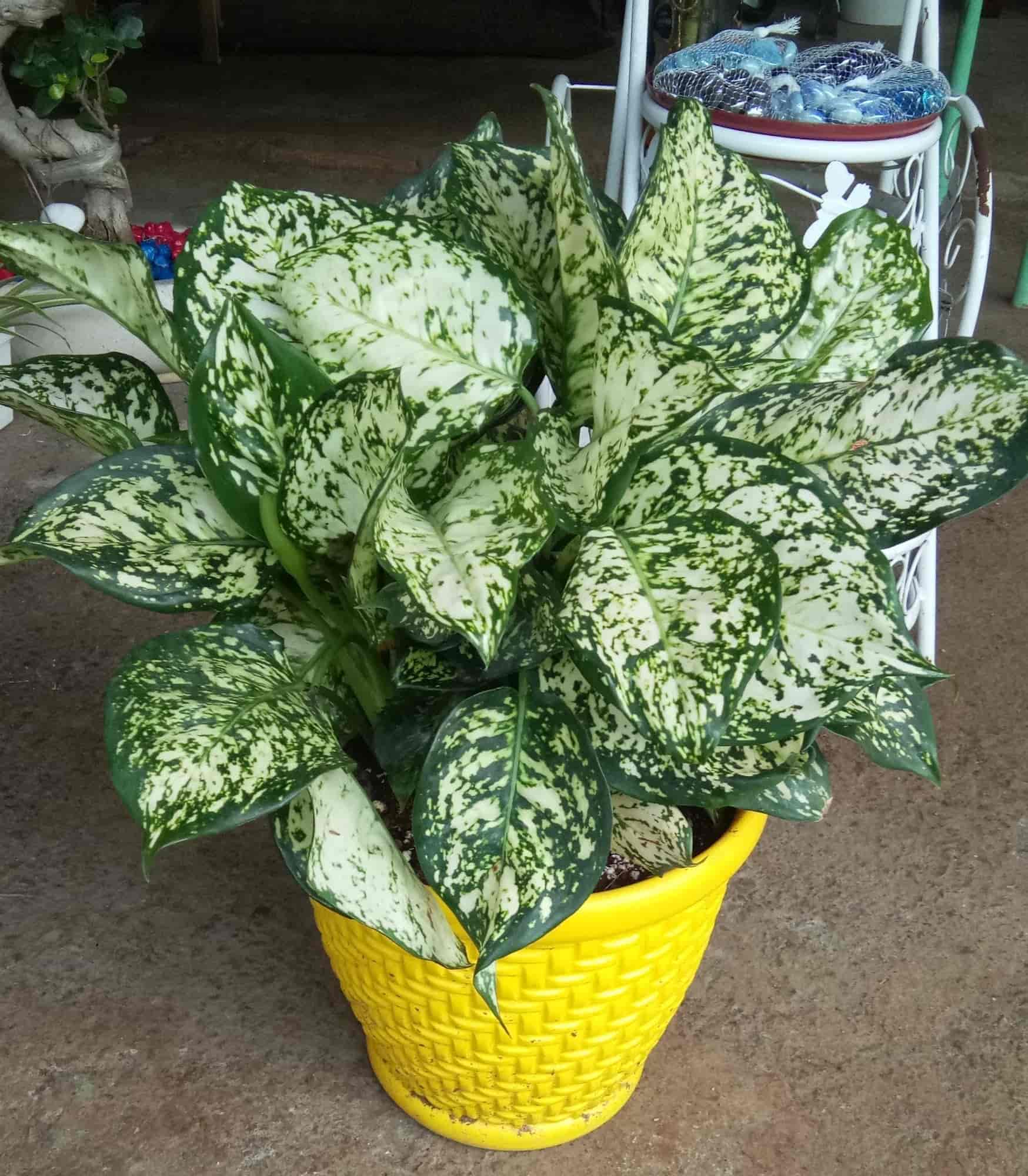 Top Tree Nurseries in Sunder Nagri Best Nursery Tree Creepers Delhi