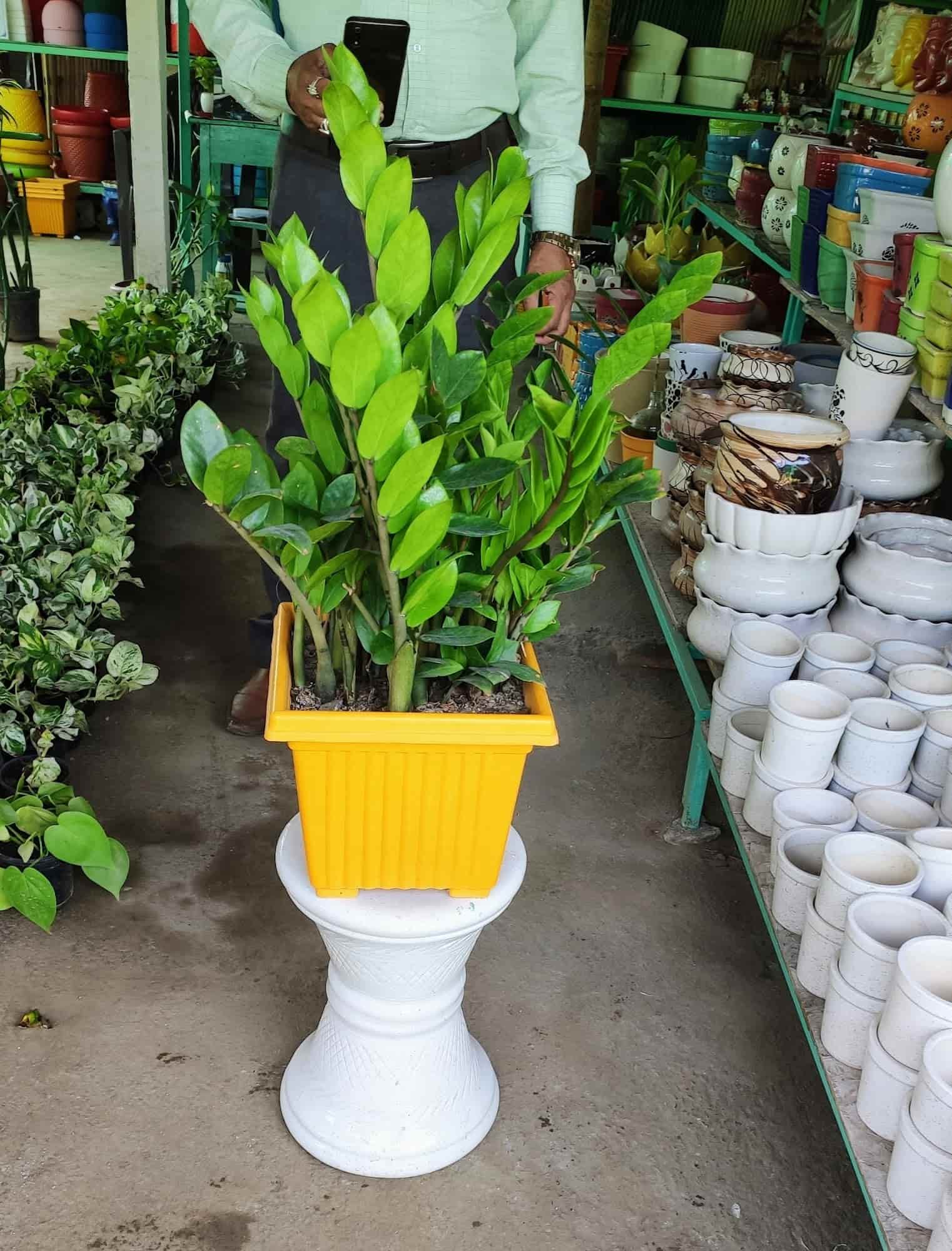 Top Tree Nurseries in Sunder Nagri Best Nursery Tree Creepers Delhi