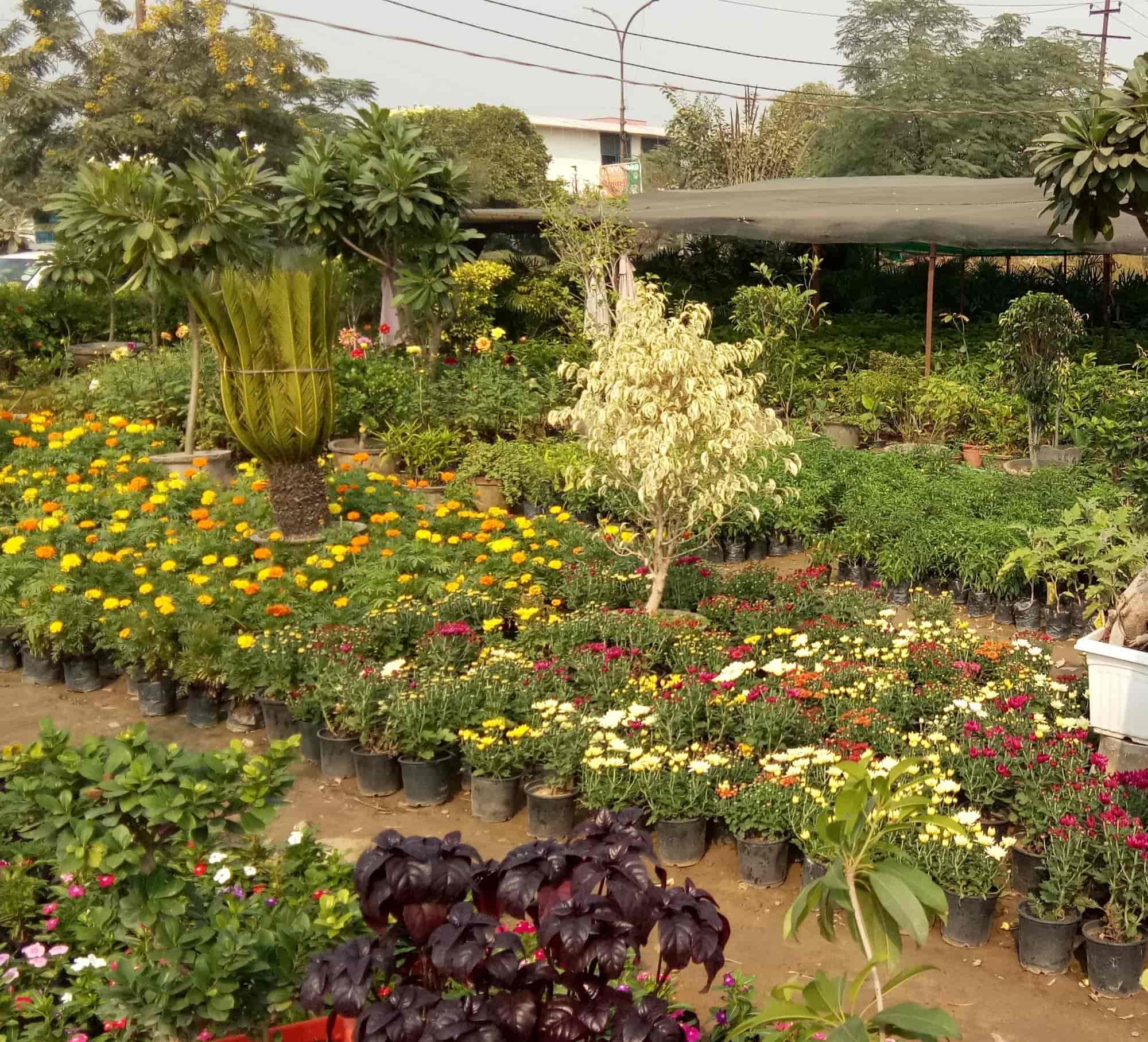 Top Tree Nurseries in Sunder Nagri Best Nursery Tree Creepers Delhi