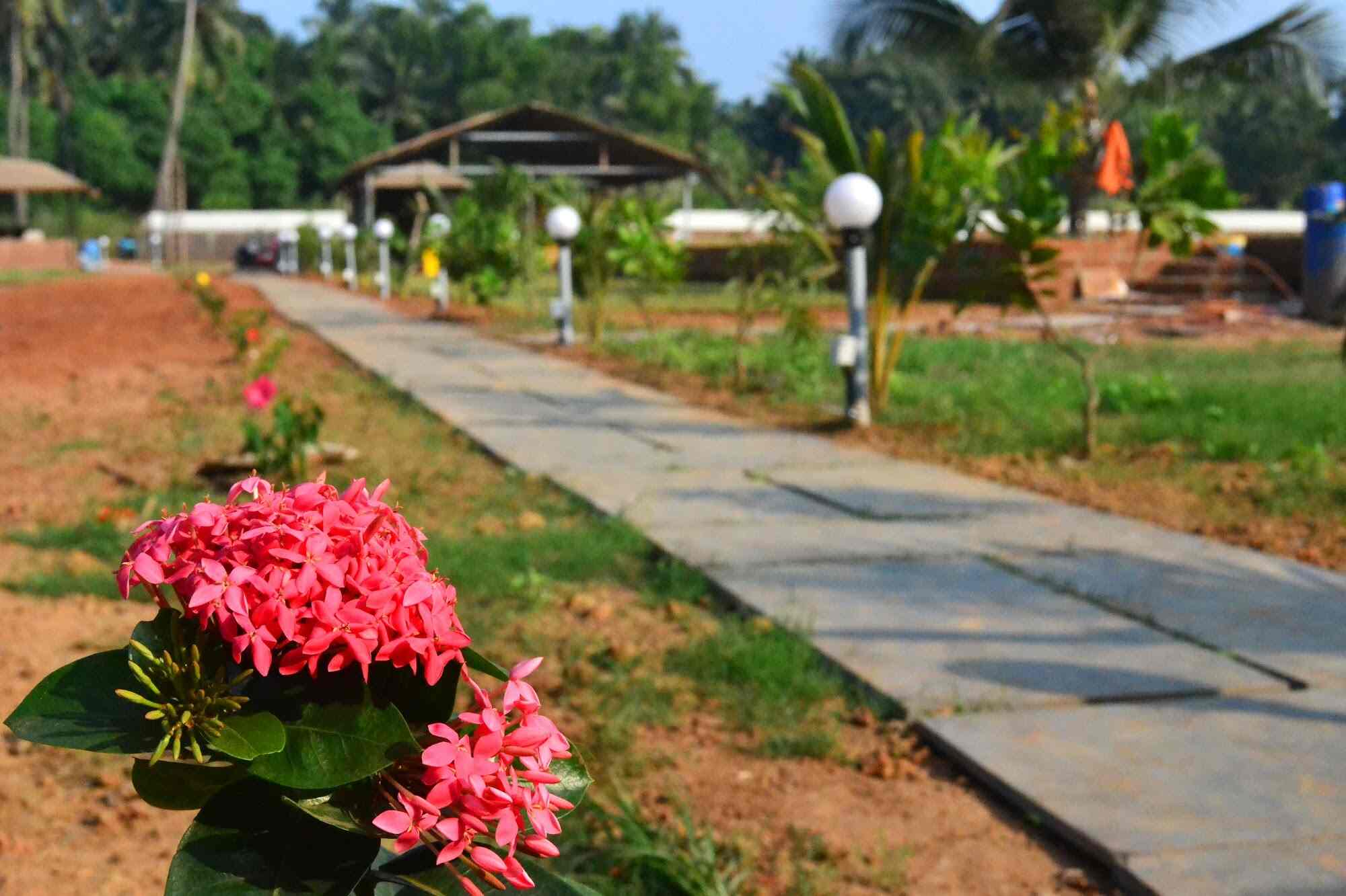 Book Radhika Eco Resort in arambol,Goa Best Resorts in Goa Justdial