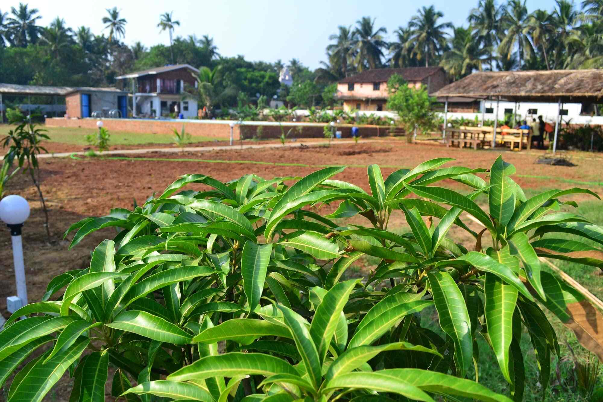 Book Radhika Eco Resort in arambol,Goa Best Resorts in Goa Justdial