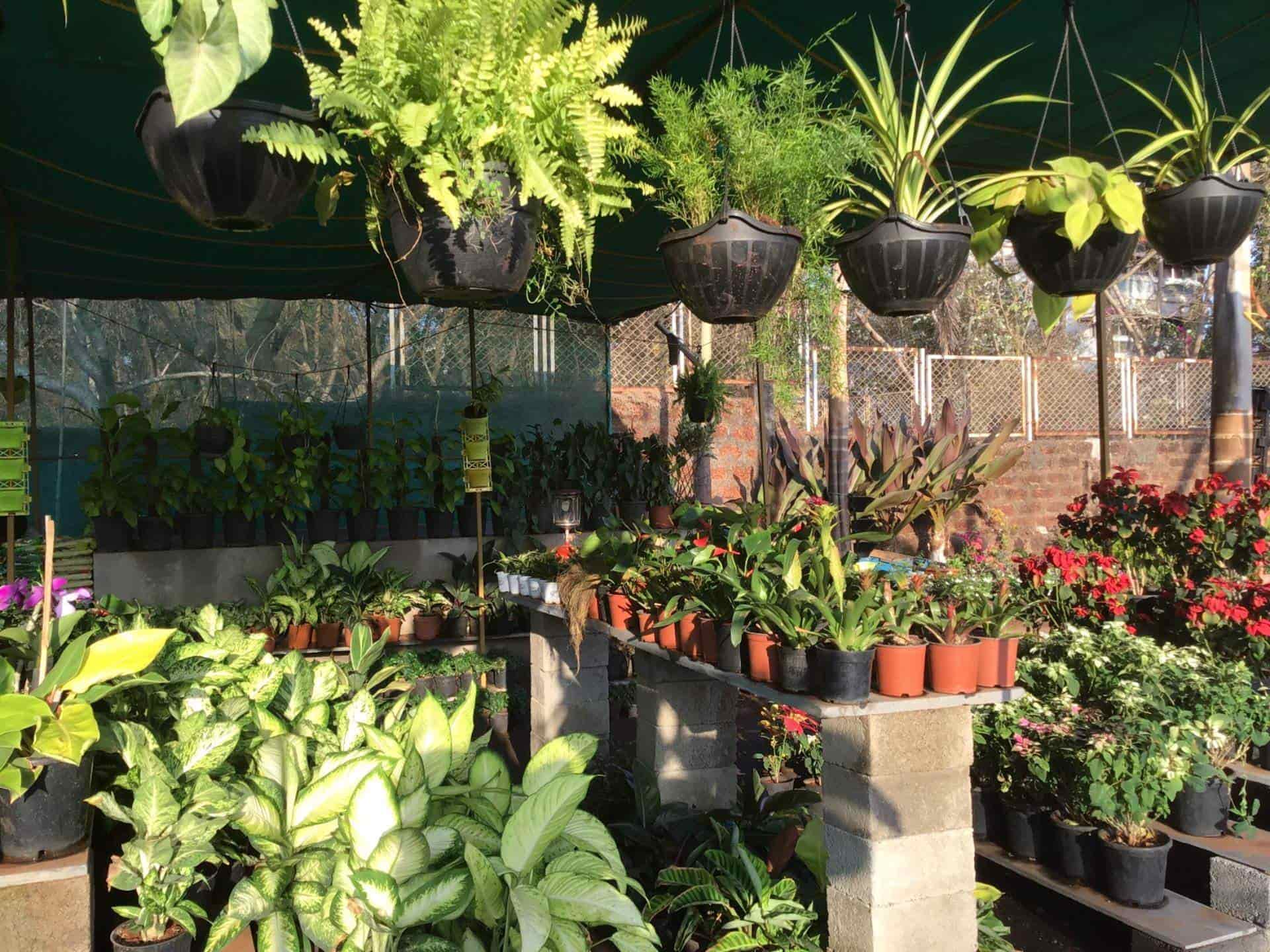 Sujay & Aditya Nursery in Chicalim,Goa Best Nursery Plants