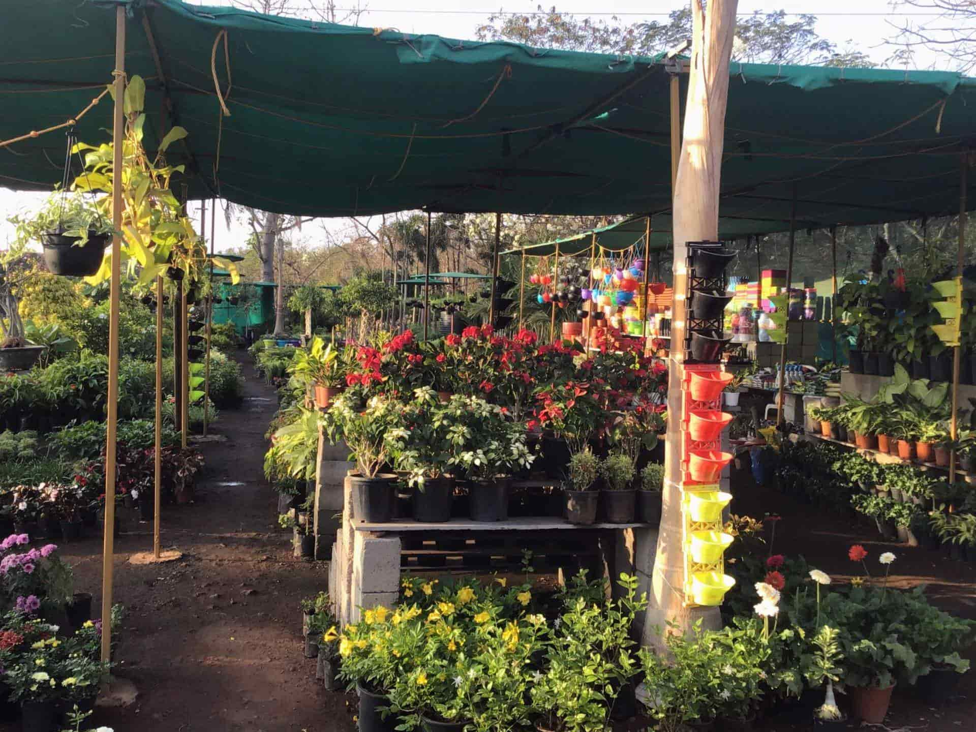 Sujay & Aditya Nursery in Chicalim,Goa Best Nursery Plants