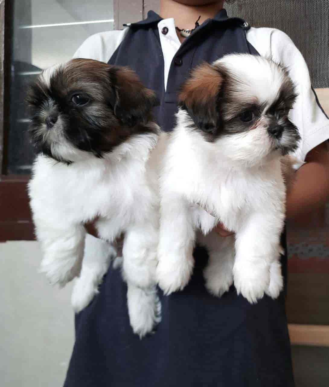 Top Pet Grooming Services in Gorakhpur Best Pet Spa near me Justdial